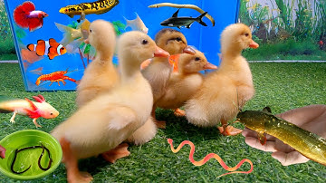 Tổng hợp các video cá cảnh đẹp, động vật dễ thương, vịt, cá lia thia halfmoon,cá betta, cá lau kiếng