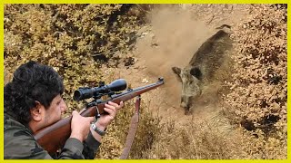Domuz Avi Ankara - En İyi̇ Domuz Avi, Best Wi̇ld Boar Hunts İn Ankara