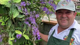 Como plantar trepadeira flor de são miguel (viuvinha) e fazer dar muitas  flores na sua casa e jardim - thptnganamst.edu.vn