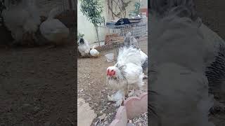 دجاج البراهمة في حديقة المنزل