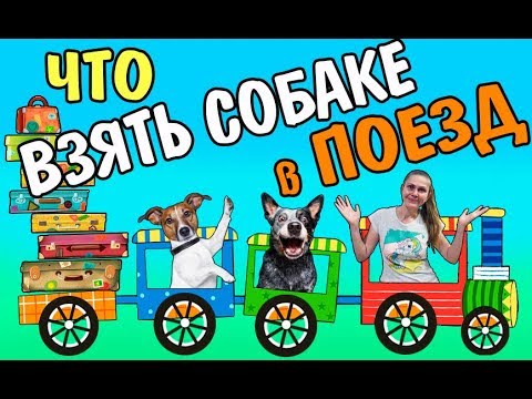 Что взять для собаки в поезд