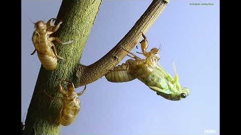 Molting Cicadas #2 - Macro live 05 2021