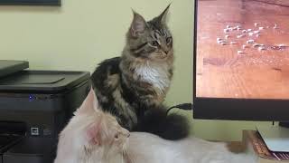 Maine Coon Modernism: Training kittens to mouse in the digital age by Maine Coon Adventures 38 views 2 years ago 1 minute, 45 seconds