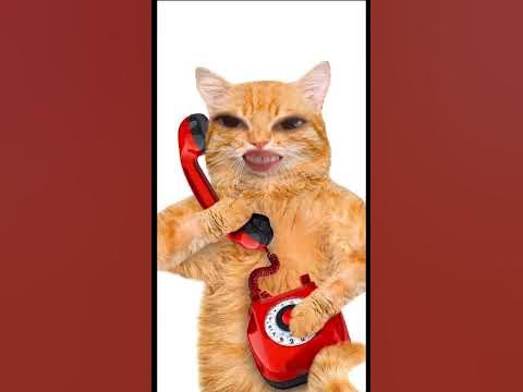 Бешеный кот - YouTube