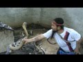 Man Selecting Cobras For Snake Show. Selection of snakes for the "snake show".Cobra SLAP