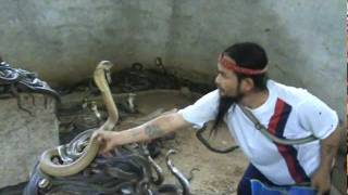 Man Selecting Cobras For Snake Show. Selection of snakes for the 