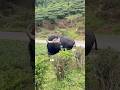 Valparai danger, Animal just miss now 😱#shortvideo 