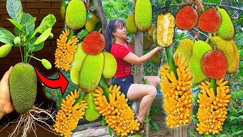 a new method of how to plant and reproduce jackfruit and banana hybrid trees.-growing fruits.