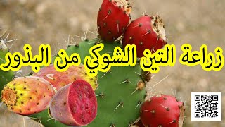 Cultivation of prickly pears from seeds -  زراعة التين الشوكي من البذور