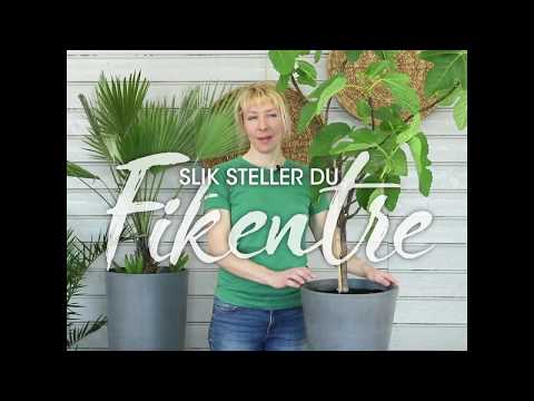 Video: Cutting Back Fiddle Leaf Fiken – Hvordan beskjære Fiddle Leaf fikentrær