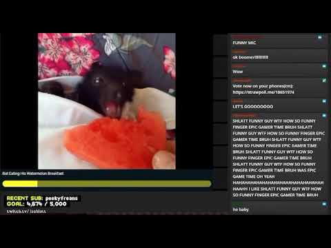 Schlatt's opinion on bat