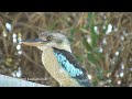 Australia 2018 Birding the Northern territory part three. Kakadu NP: along the Kakadu highway