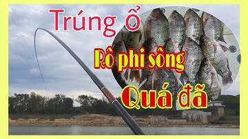 Câu cá giải trí - Trúng ổ cá rô phi sông giật mỏi tay ‎@Nhật Trân TV