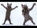 кошка очень смешно танцует!!!!(прикол)