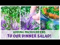 ADDING MICROGREENS TO OUR DINNER SALAD!