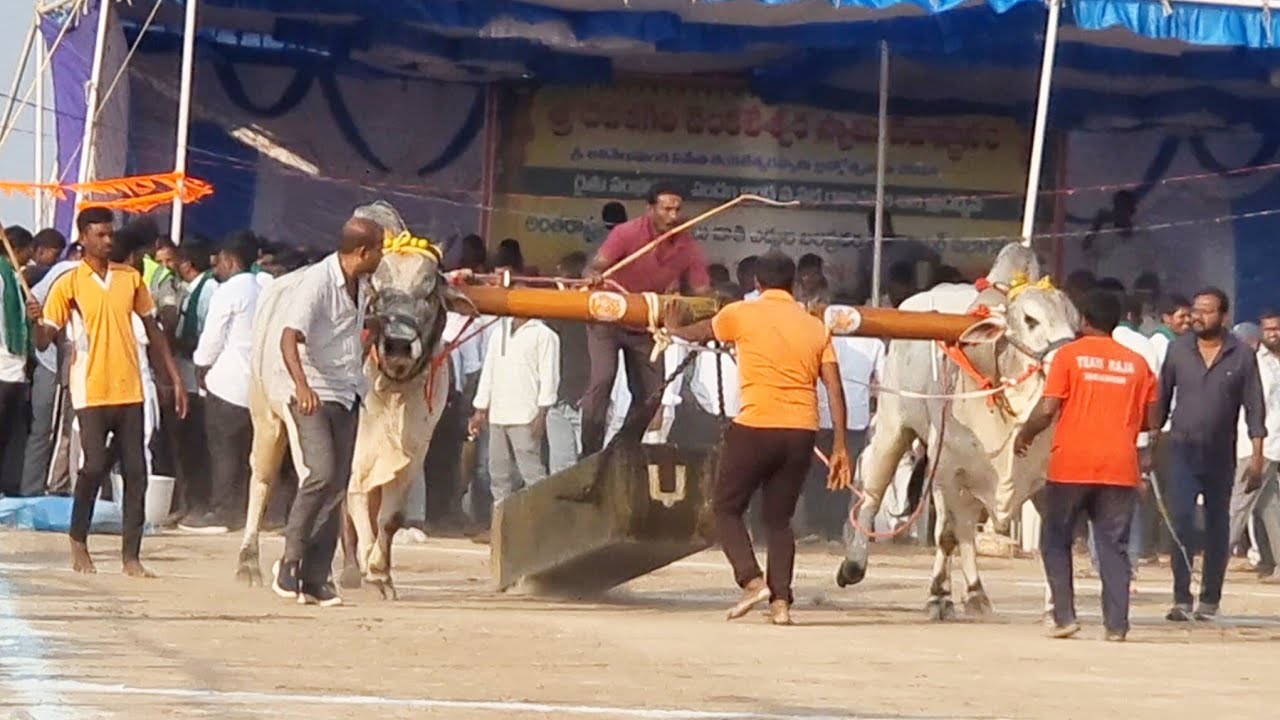 🥇కేశంపేట సీనియర్ విభాగం బండలాగుడు పోటీలు 8వ జత కాసనేని రాజా చౌదరి గన్నవరం 