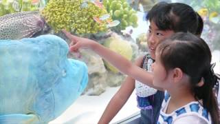 有楽町駅前に大水槽：熱帯魚が「涼」届ける　ソニーアクアリウム2017
