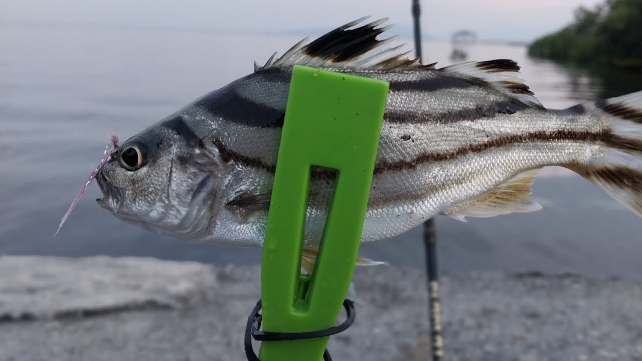 Cresent Grunter Fish Aka Bugaong YouTube Cresent Grunter Fish Aka Bugaong YouTube