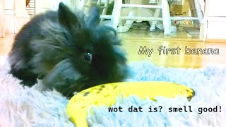 when rabbit tried his first bananna! it was bigger than him by Binky Bunny's Way 154 views 3 months ago 4 minutes, 57 seconds