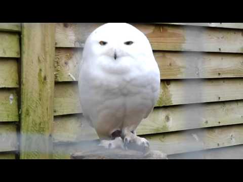 cute-yawning-snowy-owl