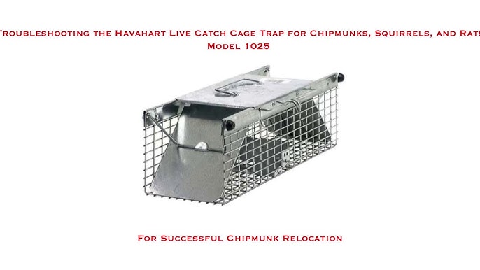How to Set up a Trap to Catch and Release a Chipmunk - Dengarden