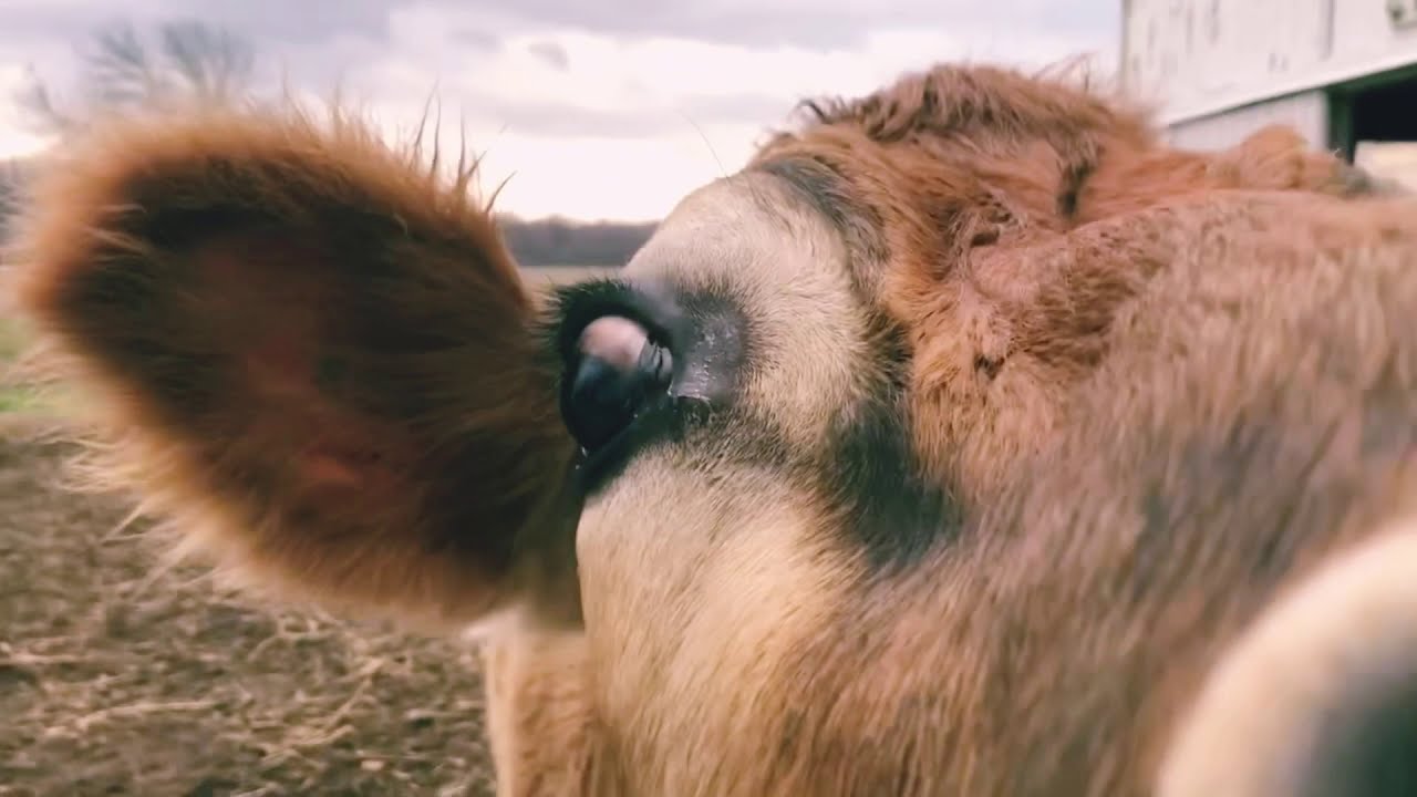 Happy New Year with a little Jon and Jonell Mockingbird Music!