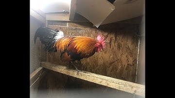 Red Jungle Fowl breeders /qaib qus