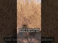 He didn't realize his shadow gave him away #cathunting #nature #shorts