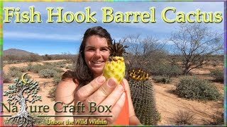 Barrel cactus fruit recipes