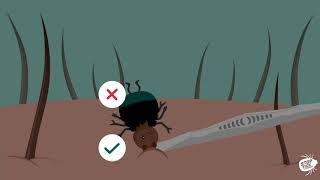 Stop Tick Kullancs Animáció