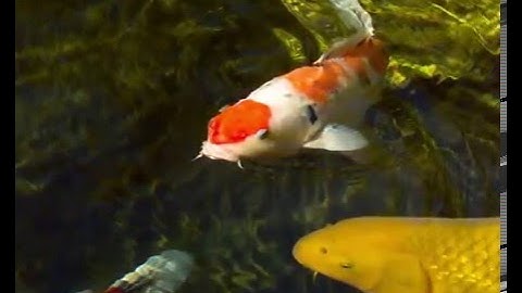 Câmera de Alta Velocidade Fastec TS5 1000fps - High Vision Sys