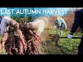 Purple Carrot Harvest + What we planted in Autumn?