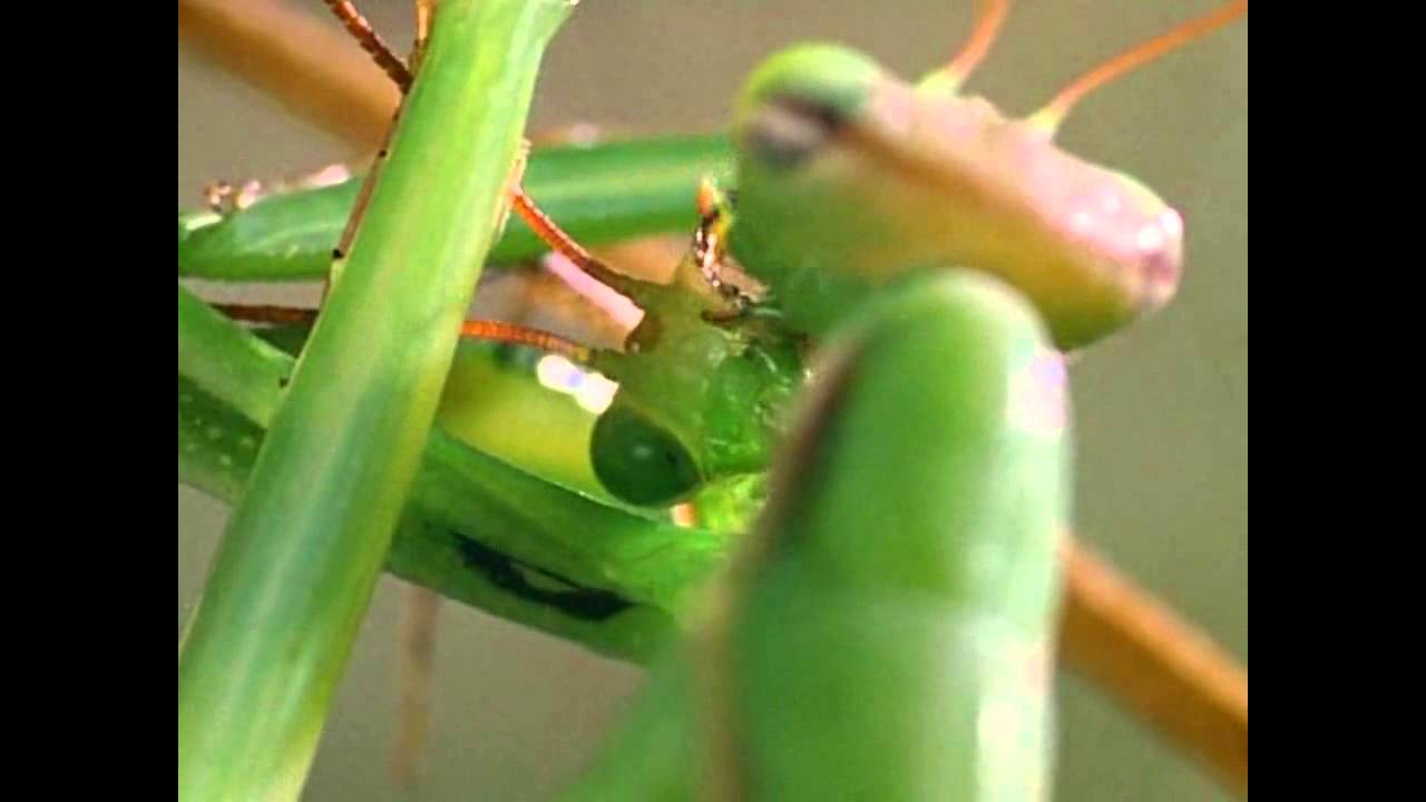 praying mantis eating mate gif