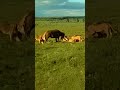 Buffalo Overpowered by Lions Attacking from All Sides! #Wildlife #PredatorVsPrey #LionHunt