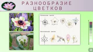 картинка: Цветок. Строение и разнообразие цветков (урок биологии 6 класс)