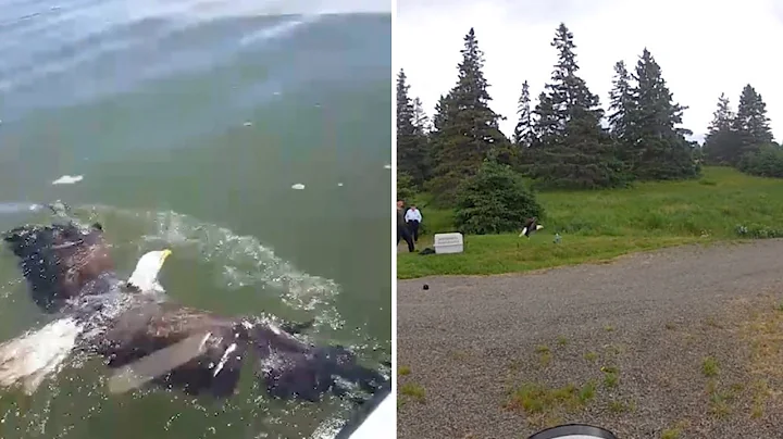 Amazing Rescue Of Drowning Bald Eagle
