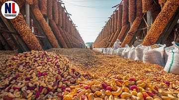 Sustainable Cashew Farming Practices - Cashew Nut Processing Techniques
