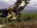 "The Eagle and The Hawk" (Hope for The Future) John Denver