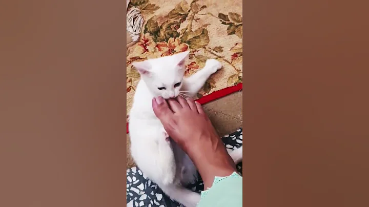 Watch the video about Cat 🐈 cleaning her face 😈 😮#funny cat videos | cute kitten | Try not to laugh | kittens videos