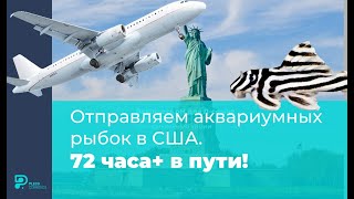 Отправляем аквариумных рыбок в США   72 часа+ в пути!