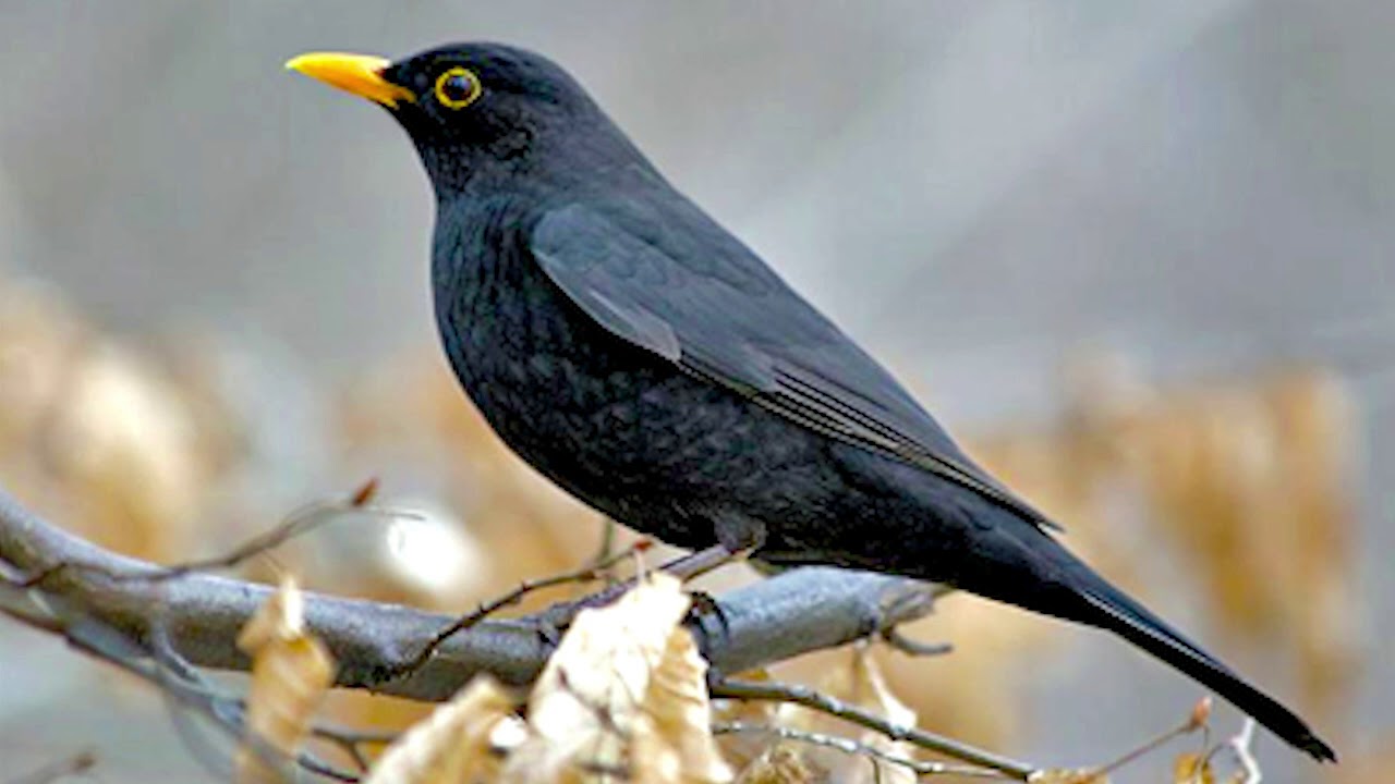 Черные птицы россии. Дрозд чёрный (turdus Merula). Черный Дрозд с желтым клювом. Дрозд и черный Дрозд. Черные птички с желтым клювом в Москве.