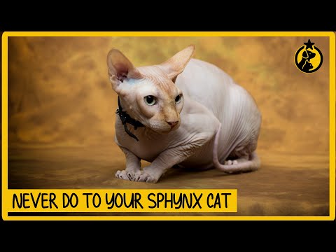 Video: 4 veidi, kā rūpēties par Sfinksa kaķiem