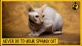 5 Things You Must Never Do to Your Sphynx Cat