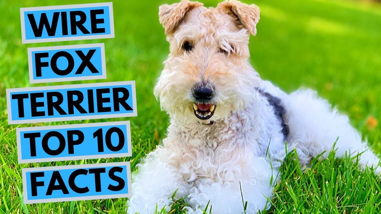 Wire Fox Terrier - TOP 10 Interesting Facts - thptnganamst.edu.vn