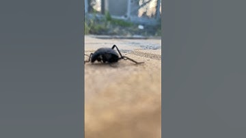 #قرآن #ياسر_الدوسري #تلاوة #تلاوات #تلاوة_خاشعة #سعود_الشريم #الشريم #السديس .