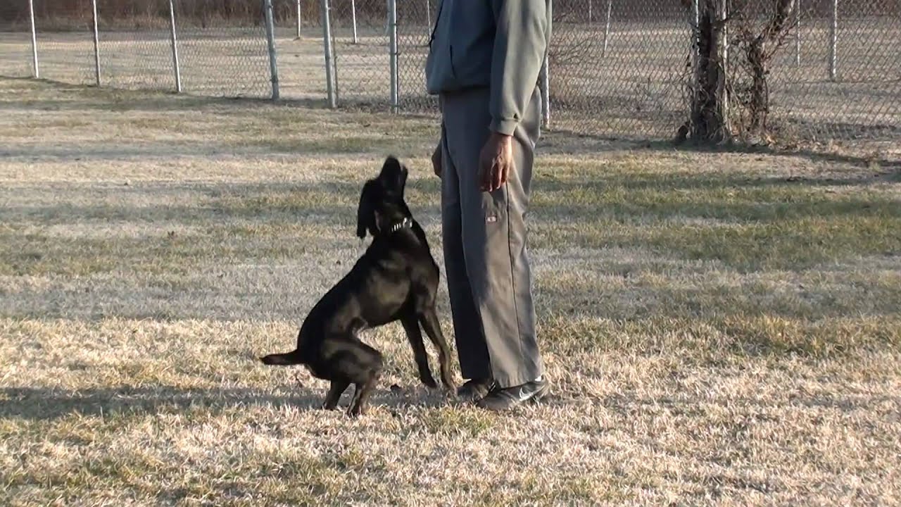 Guy Nashville dog Trainer 009 Advanced obedience"AKC Send Out" and