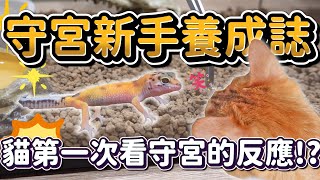 【瘋寵玩家】守宮也太像貓咪了吧進食的畫面超可愛守宮成長誌Ep1