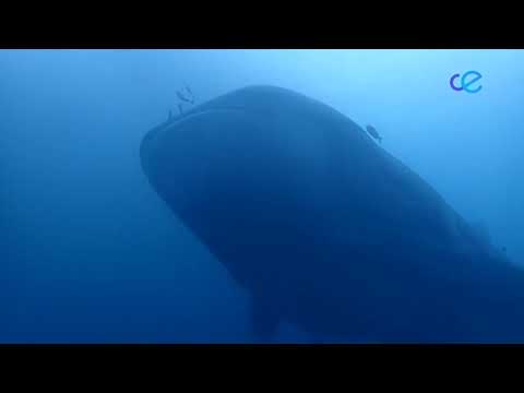Liberado un tiburón ballena en la Almadraba, el pez más grande del mundo