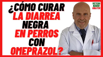 ¿Por qué las cacas de mi perro son negras?