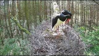 Black Stork, Łódź Voivodeship, Poland, 2024/04/27